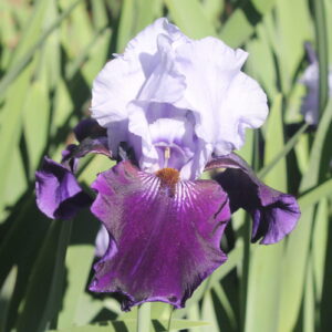 Aleutian Islands- Iris (TB)