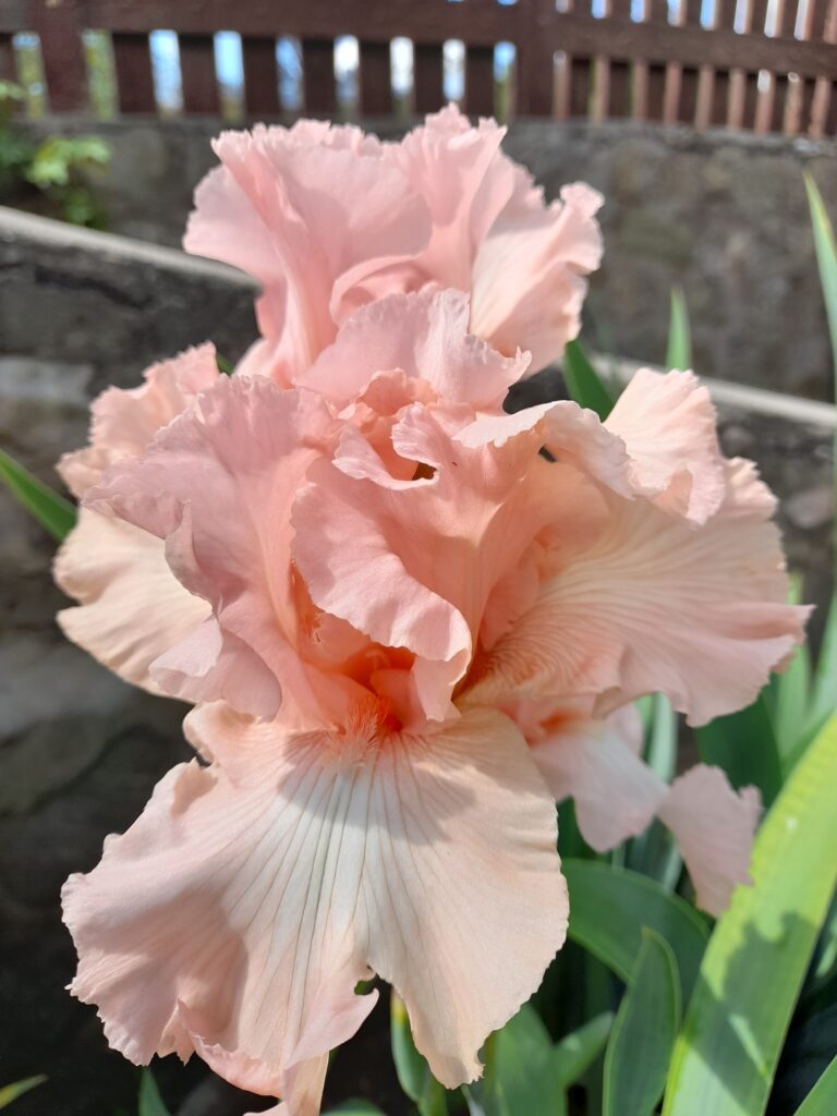 Anna Belle Babson - Iris (TB)