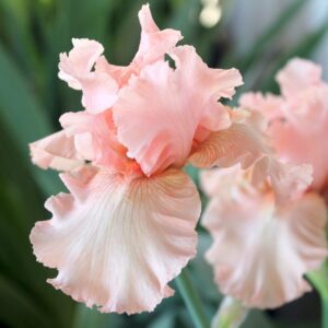 Anna Belle Babson - Iris (TB)