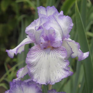 Autumn Circus- Iris (TB)