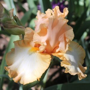 Barbara my love - Iris (TB)