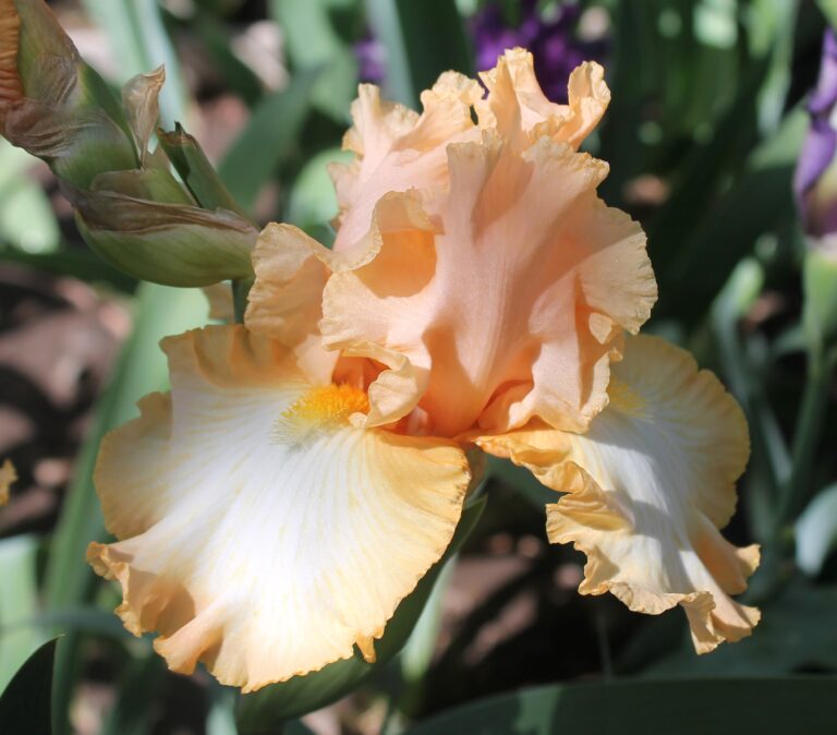 Barbara my love - Iris (TB)
