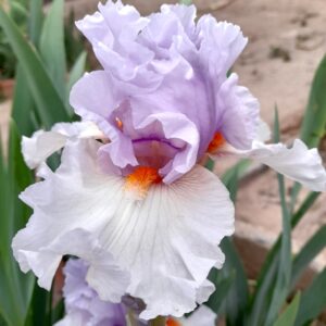 Belgian Princess - Iris (TB)