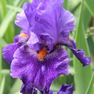 Belle Hortense - Iris (TB)