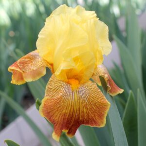 Bengal Tiger - Iris (TB)