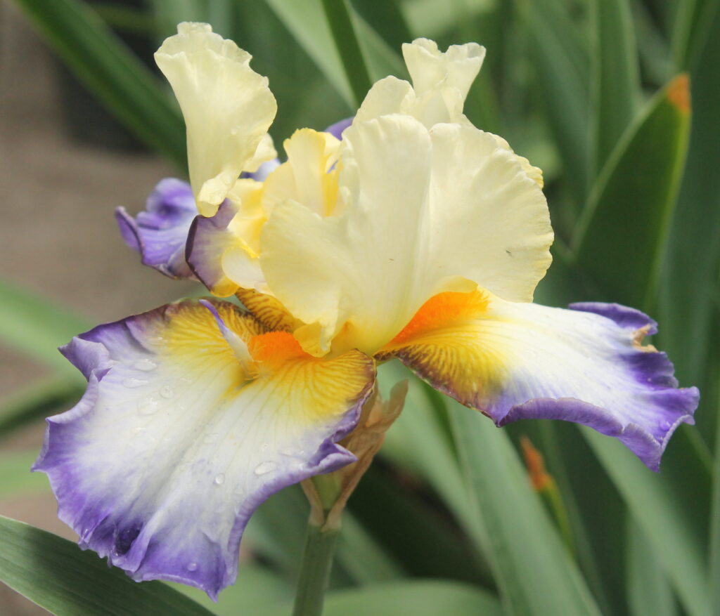 Bientôt L'Été - Iris (TB)