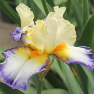 Bientôt L'Été - Iris (TB)