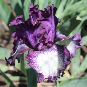 Blackberry Tease - Iris (TB)