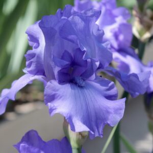 Blue Luster - Iris (TB)