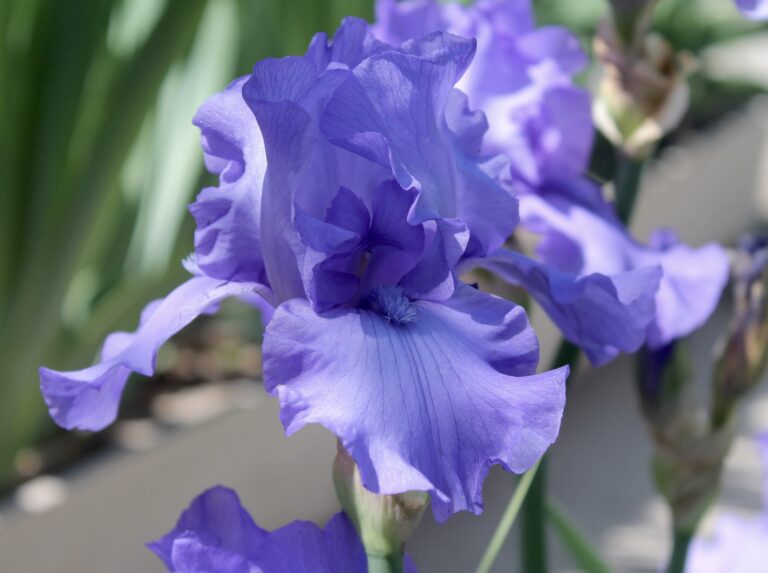Blue Luster - Iris (TB)