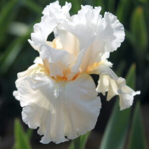 Brides Blush - Iris (TB)