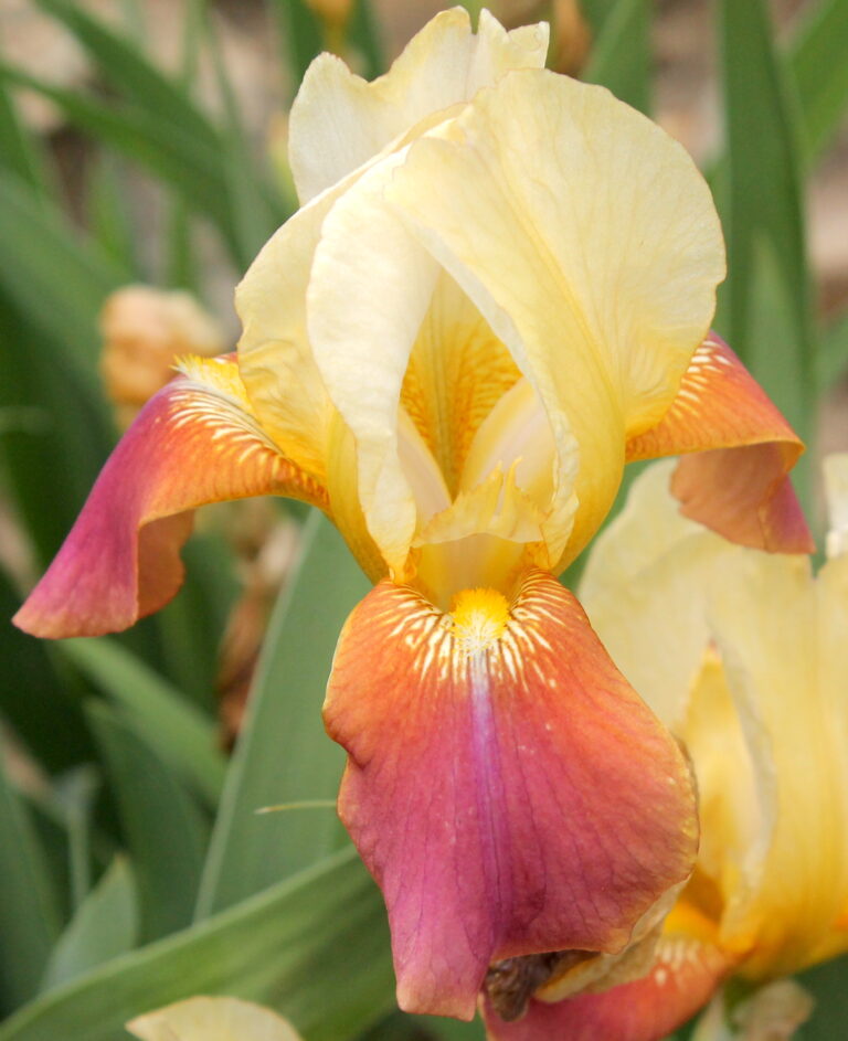 Broadway Star - Iris (TB)