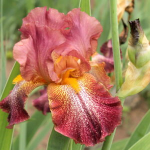 Can Can Red - Iris (TB)