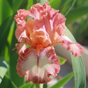 Chickasaw Sue - Iris (BB)