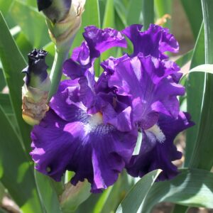 Circle of light - Iris (TB)