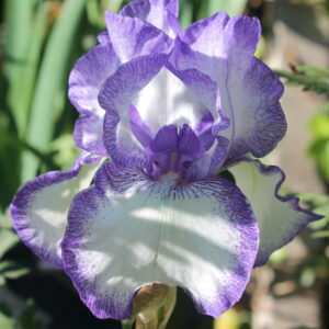 Classic Look - Iris (TB)