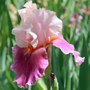 Color Splash - Iris (TB)