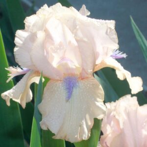 Concertina - Iris (IB)