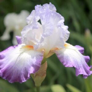 Conjuration - Iris (TB)