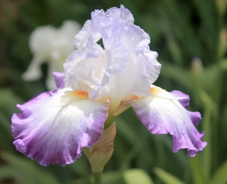 Conjuration - Iris (TB)