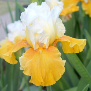 Delicieux Caramel - Iris (TB)