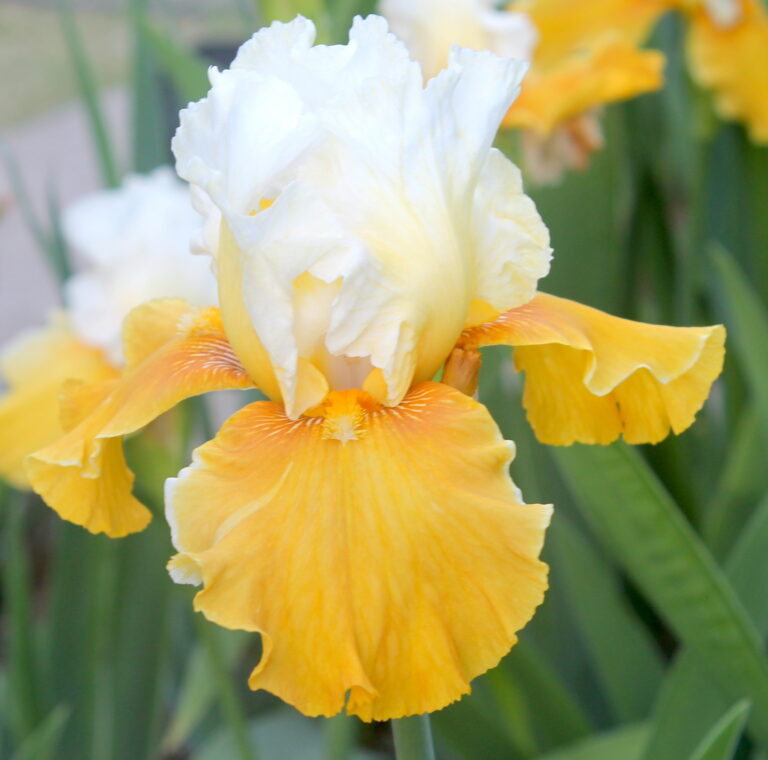 Delicieux Caramel - Iris (TB)