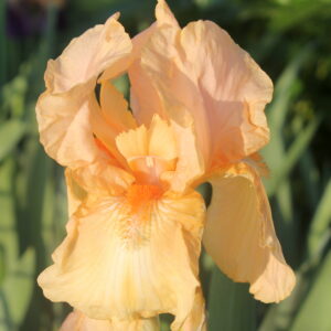 Depth of Field - Iris (TB)