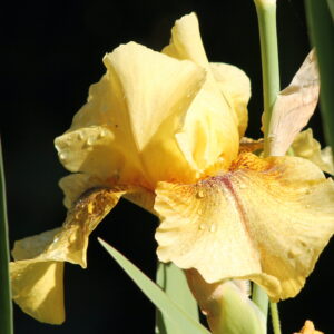 Desert Echo - Iris (TB)