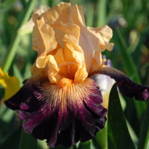 Doctor Who - Iris (TB)