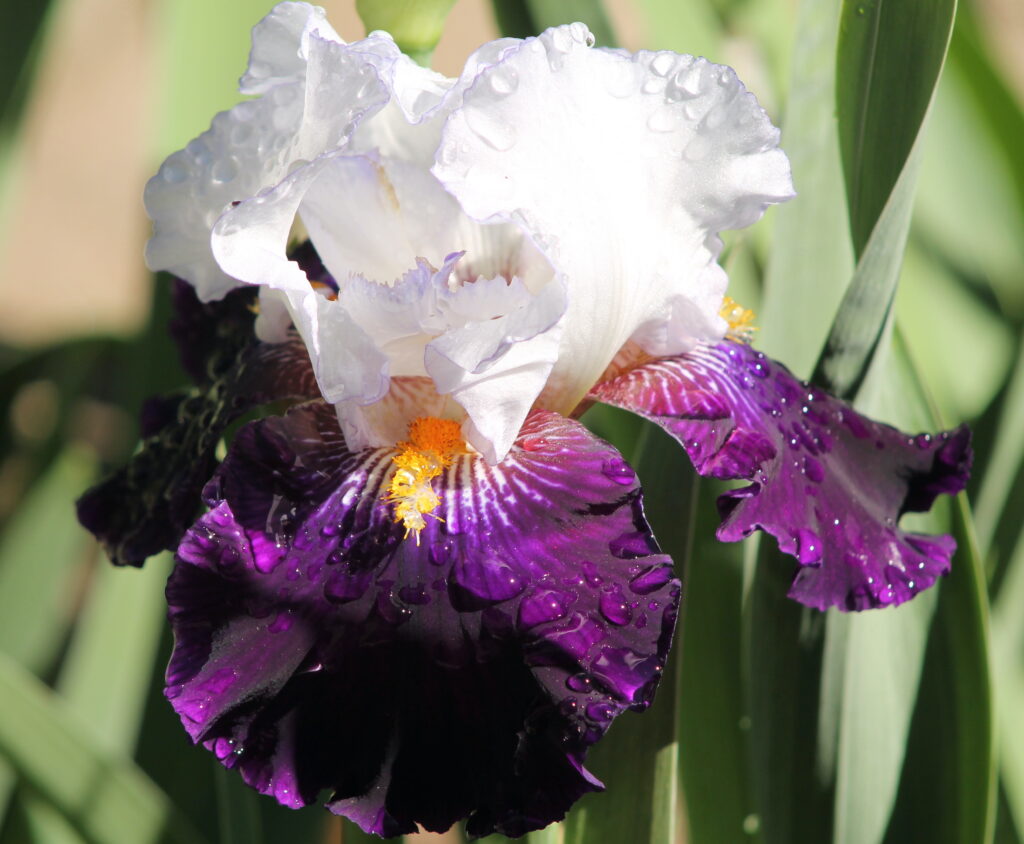 Domino Noir - Iris (TB)