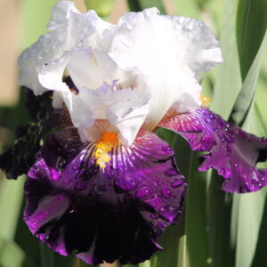 Domino Noir - Iris (TB)