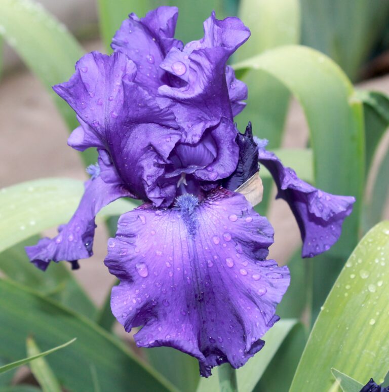 Dusky Challenger - Iris (TB)