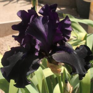 Eclipse de mai - Iris (TB)