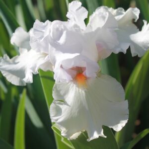 Eternal Bliss - Iris (TB)