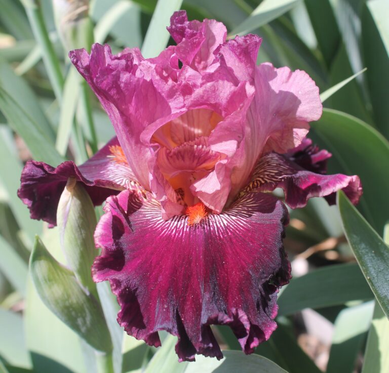 Fashion Diva - Iris (TB)
