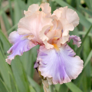 Florentine Silk - Iris (TB)