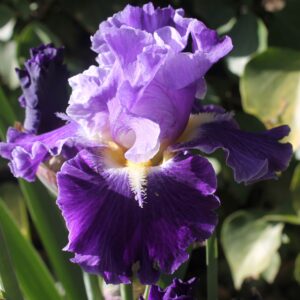 From Within - Iris (BB)