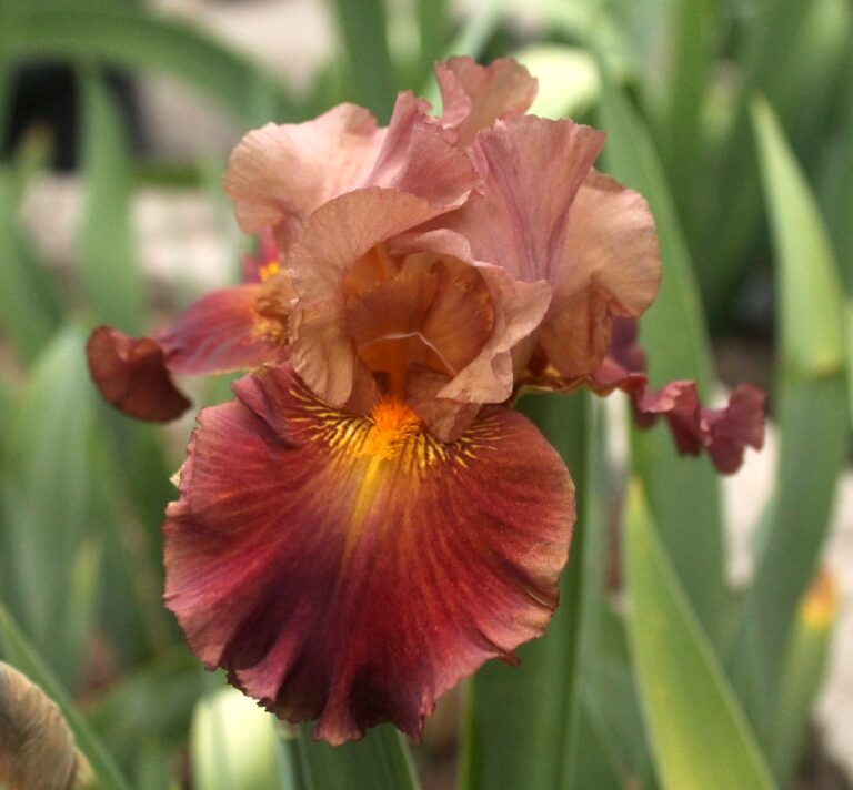 Marron Chaud - Iris (TB)