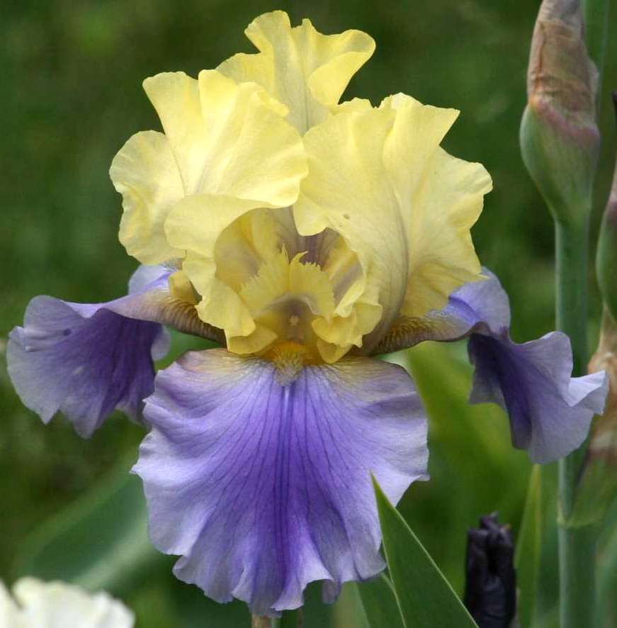 Edith Wolford - Iris (TB)