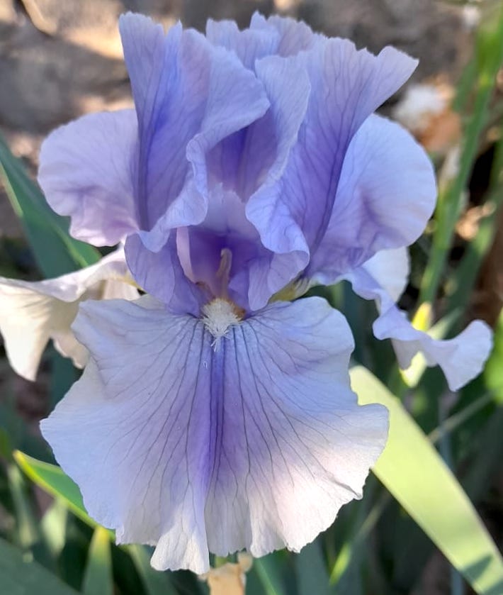 Olympiad - Iris (TB)