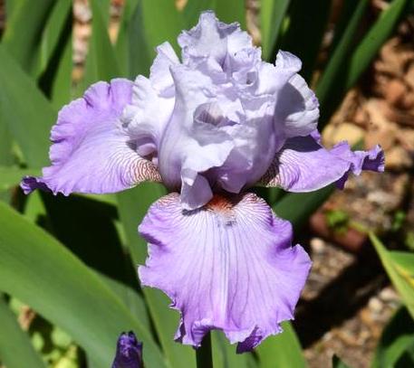 Pause Douceur - Iris (TB)