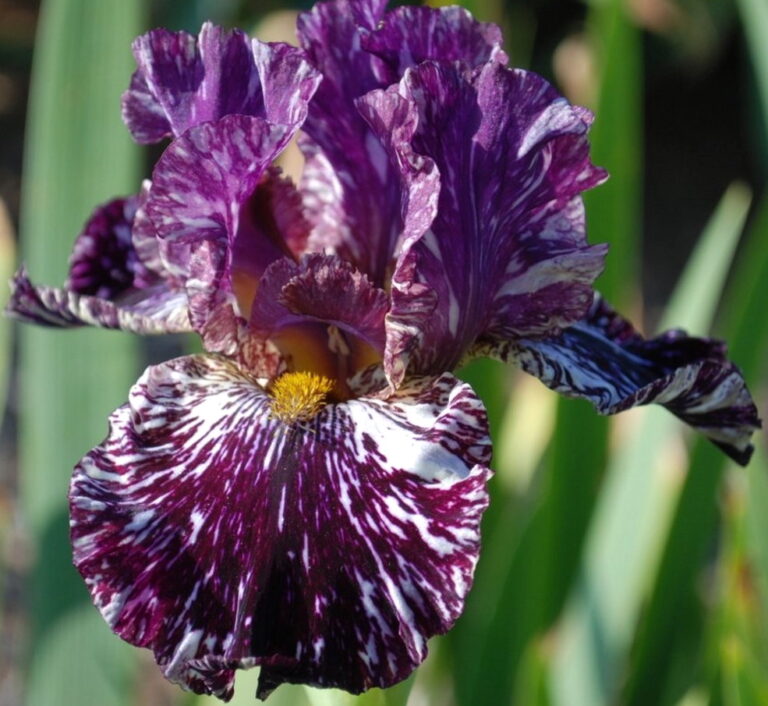 Peggy Anne - Iris (TB)