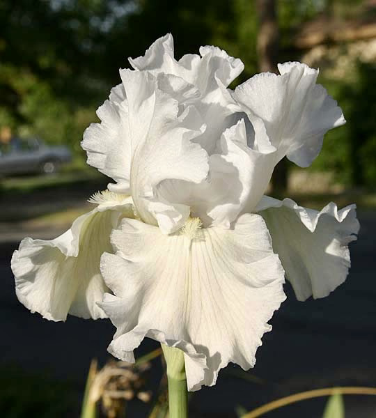 Skating Party - Iris (TB)