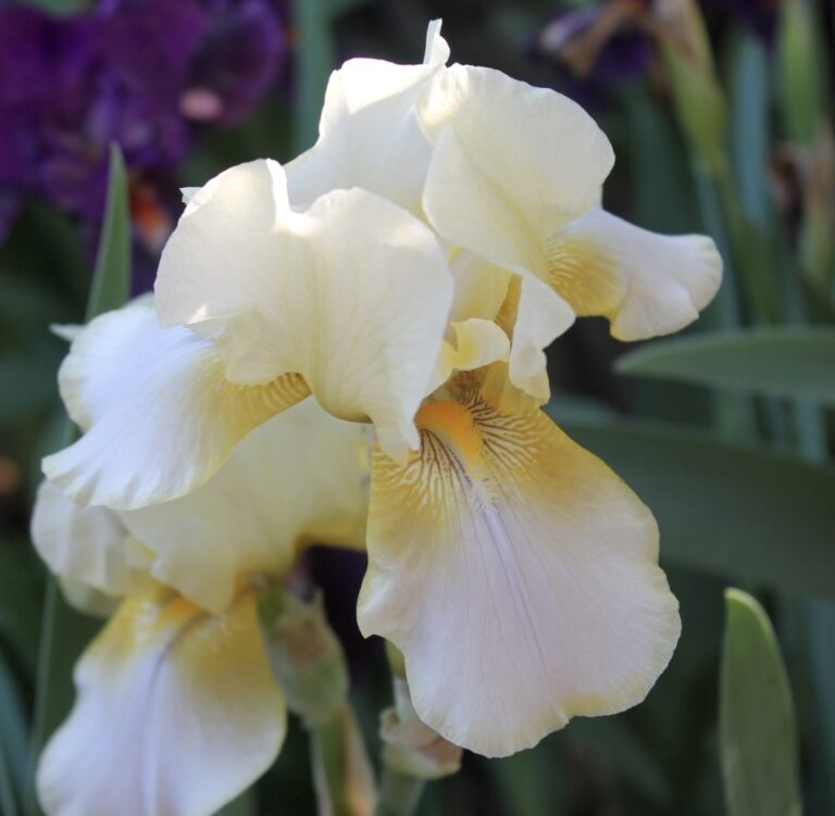 Star Shine - Iris (TB)