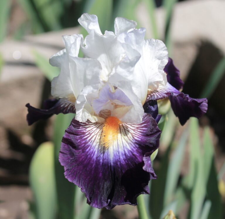 Terre A Silex - Iris (TB)