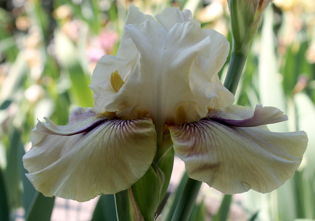 Thornbird - Iris (TB)