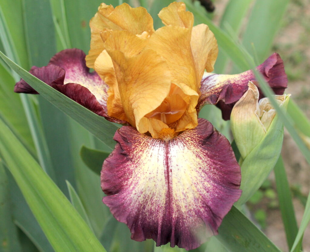 Thunder Echo - Iris (TB)