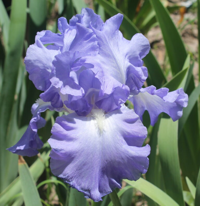 Victoria Falls - Iris (TB)