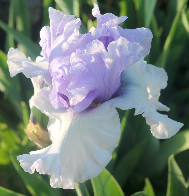 Wintry Sky - Iris (TB)