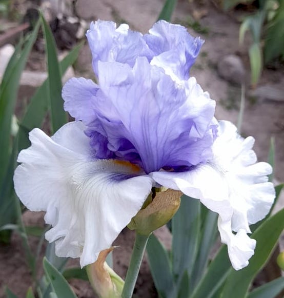 Wintry Sky - Iris (TB)